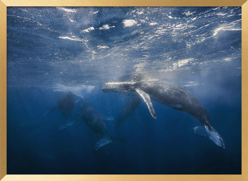 Humpback Whale Poster