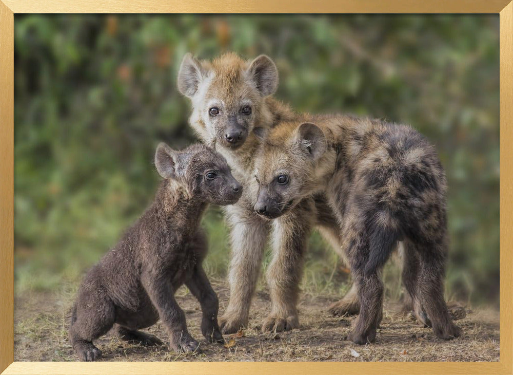 Baby Hyena Poster