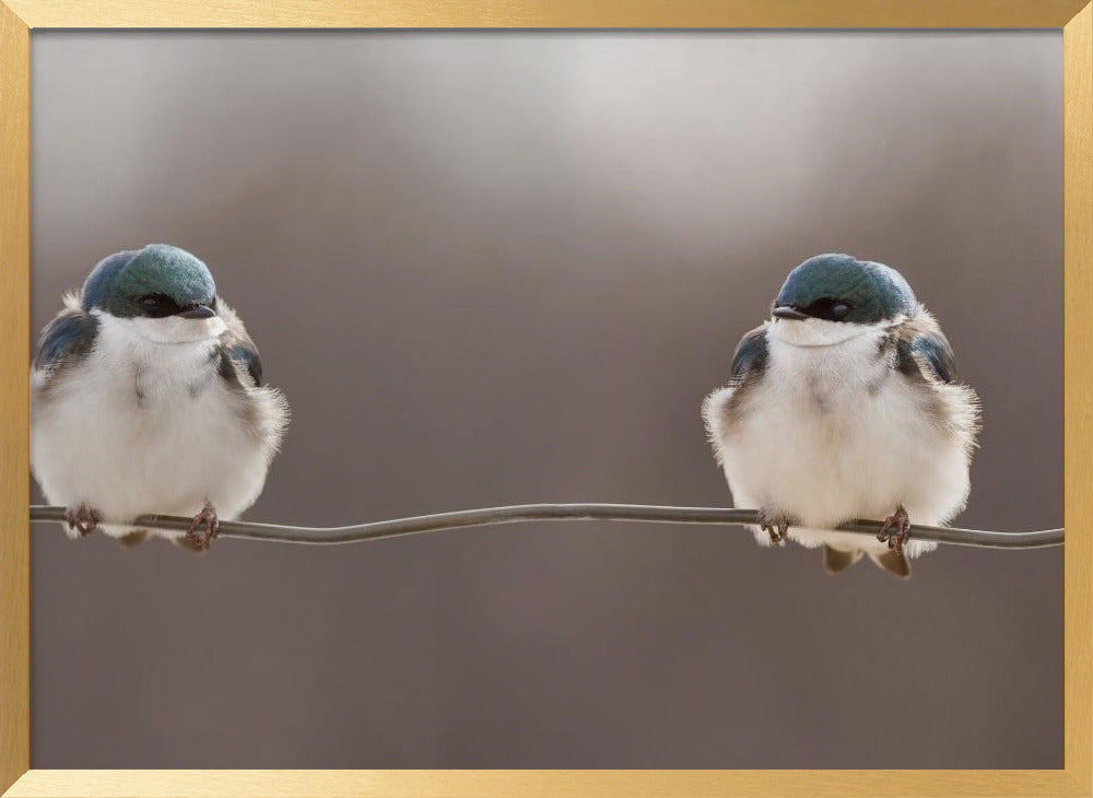 Birds on a wire Poster