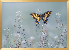 Swallowtail beauty Poster