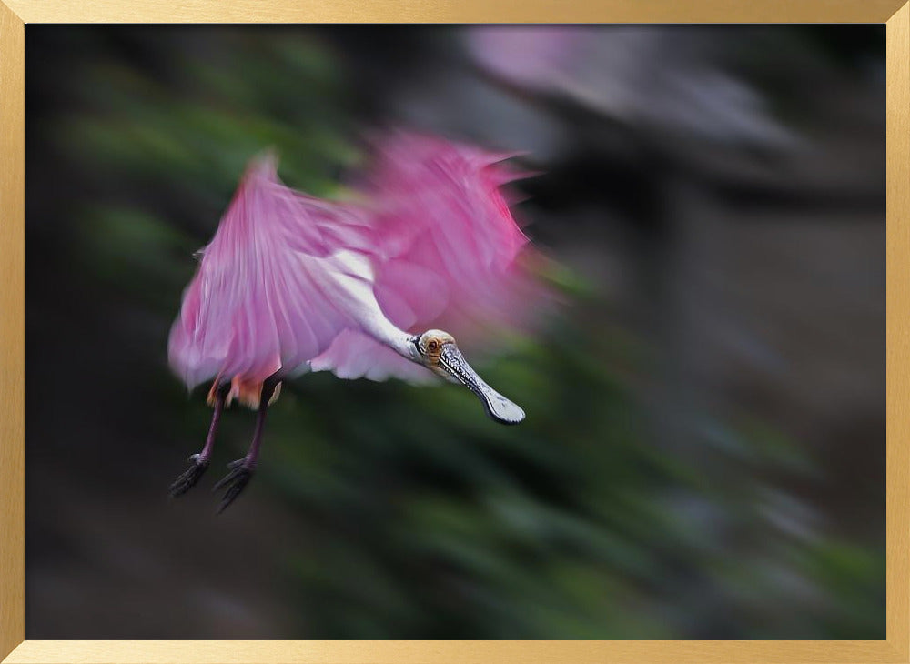 Roseate Spoonbill in Motion Poster