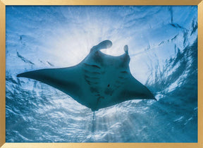 Manta ray Poster