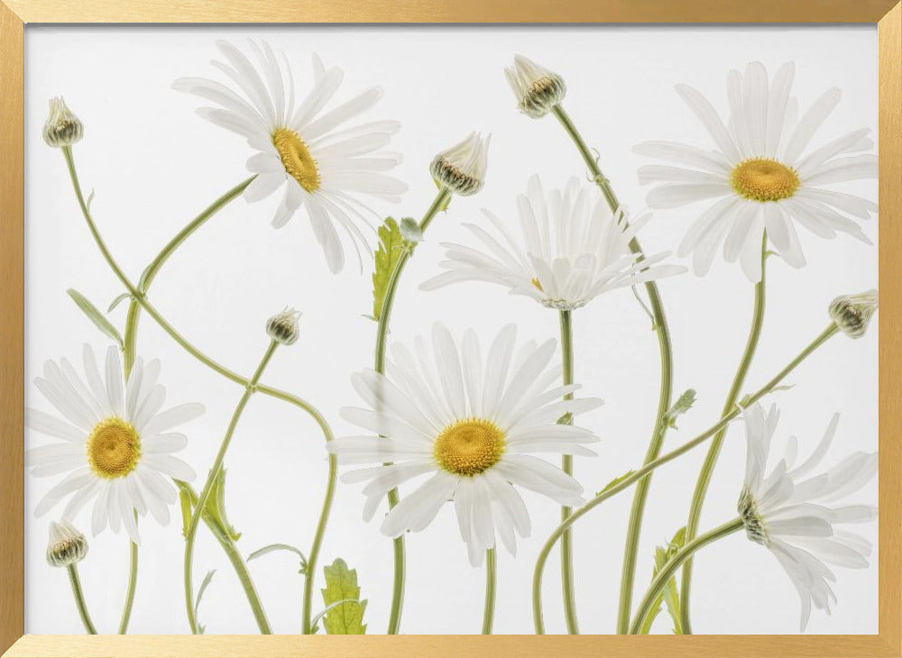 Ox eye Daisies Poster