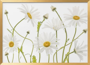 Ox eye Daisies Poster