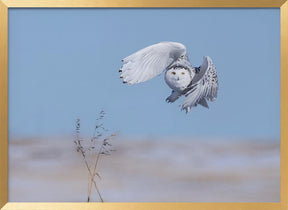 Snowy Owl Poster