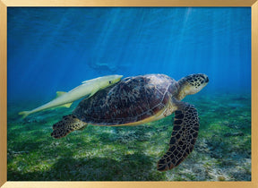 Sea Turtle Poster