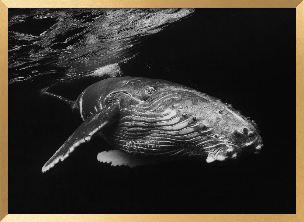 Humpback Whale calf Poster