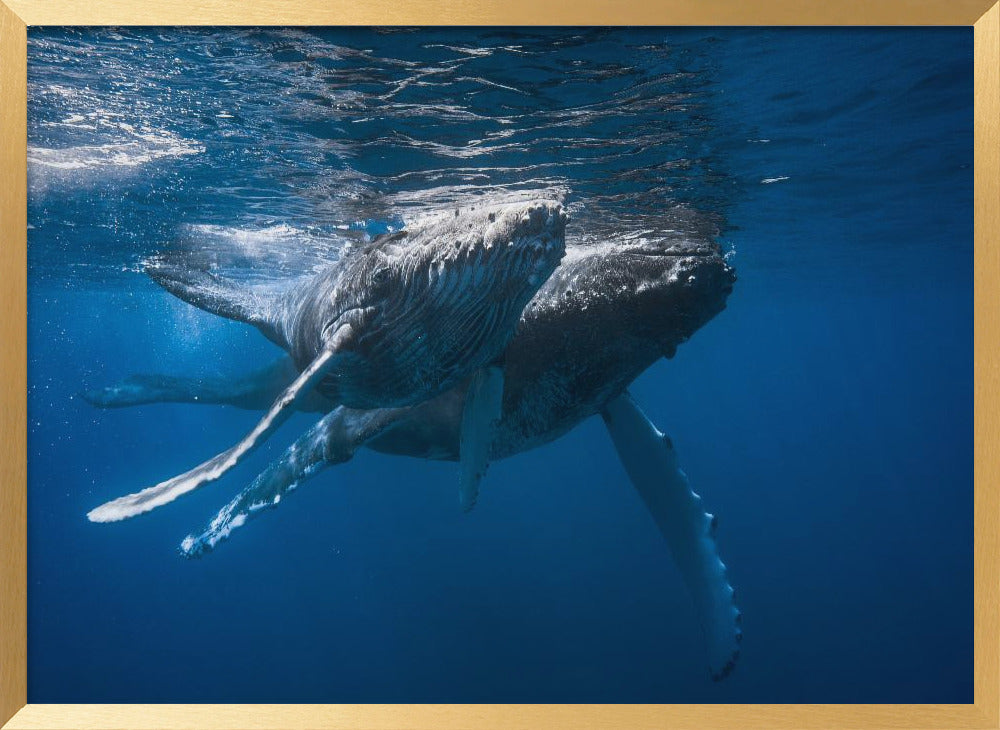 Humpback whale Poster