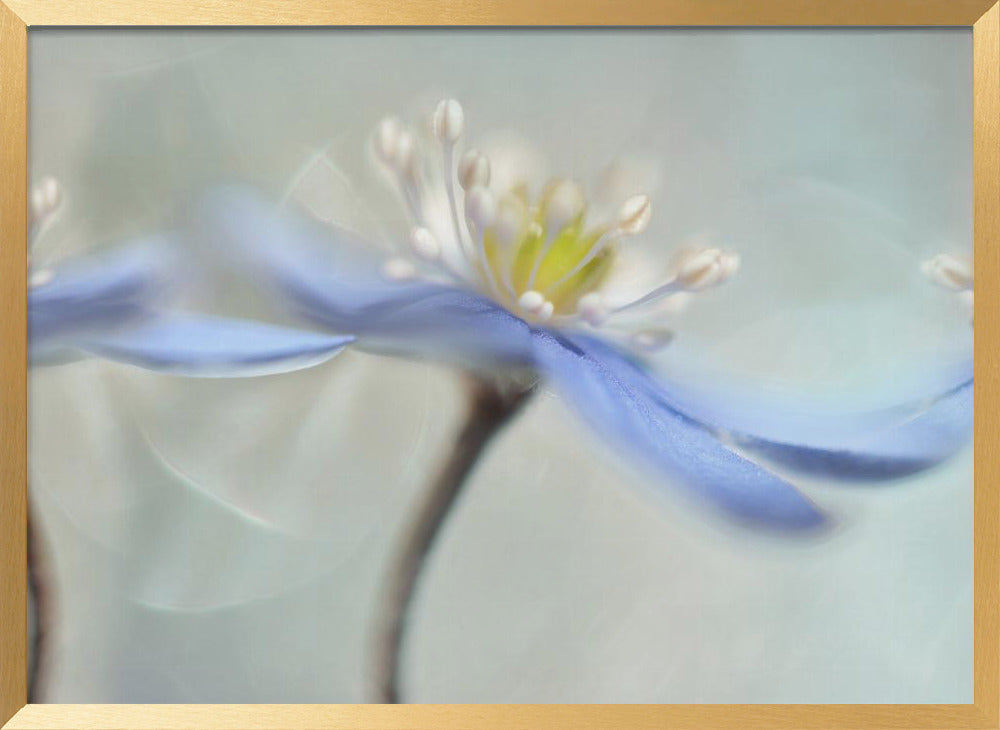 Dancing anemones Poster