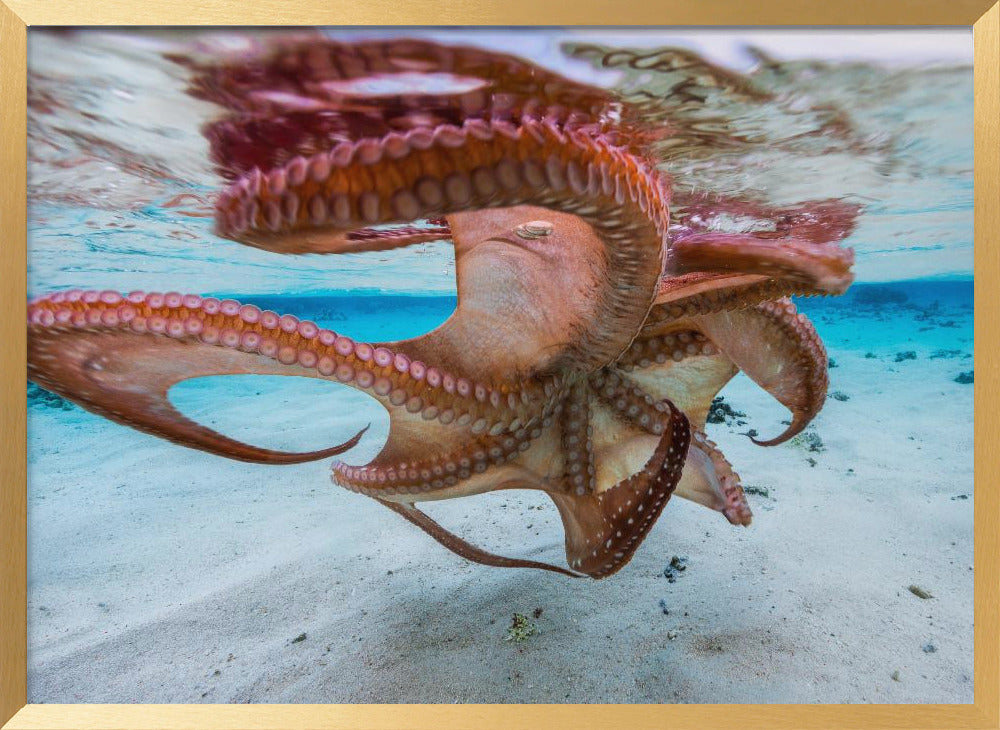 The octopus underside Poster