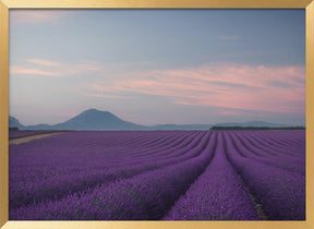 Lavender field Poster