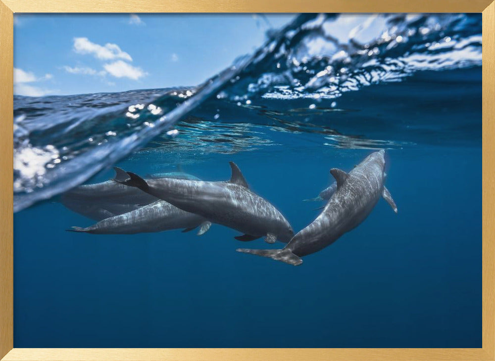 Dolphins Poster