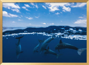 Between air and water with the dolphins Poster