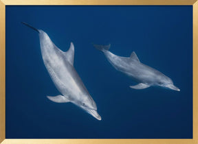 Bottlenose dolphins Poster