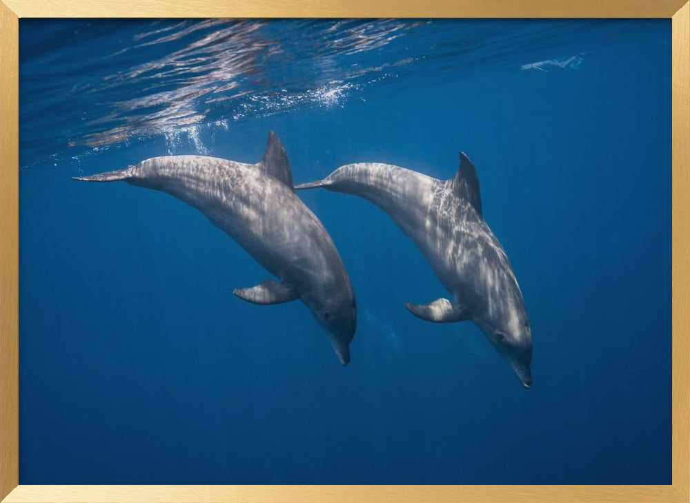 Two bottlenose dolphins Poster