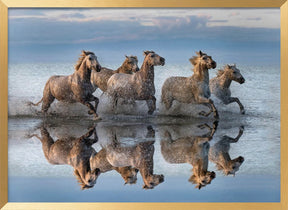 Horses and reflection Poster