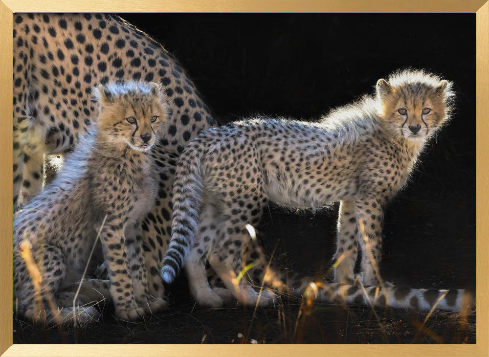 Baby Cheetahs Poster