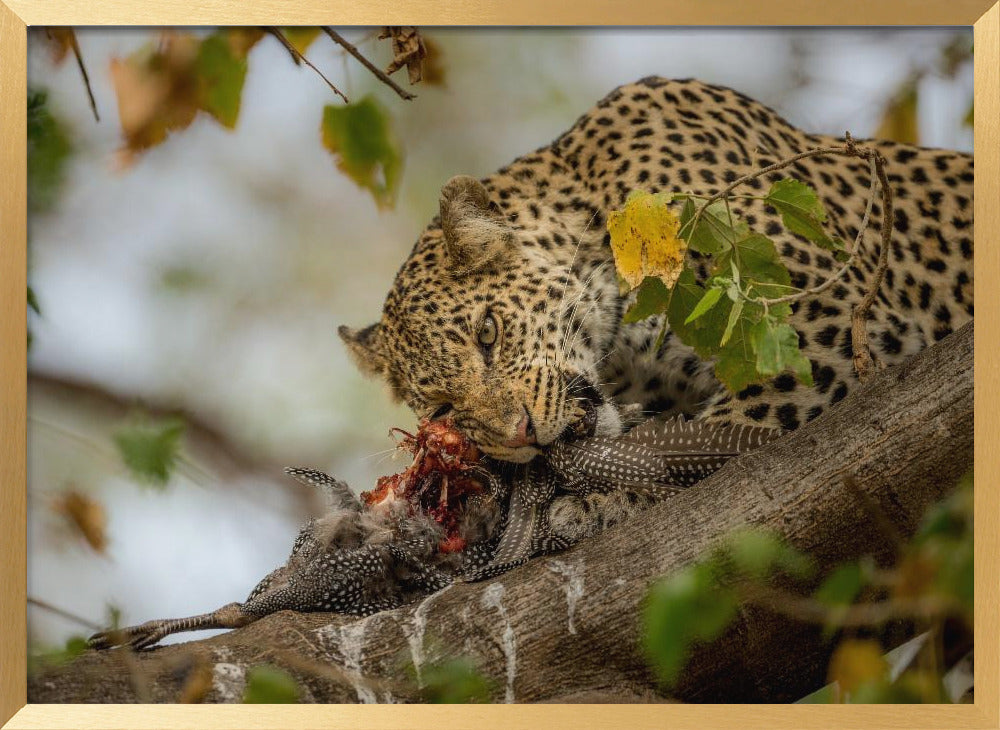 GUINEAFOWL KILL Poster