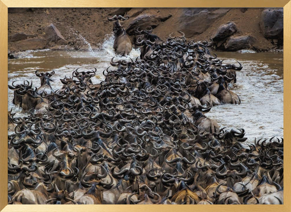 Wildebeests Crossing River Poster