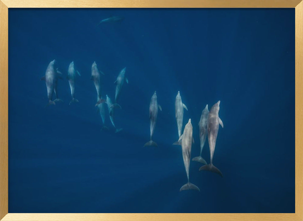 Dolphin group Poster