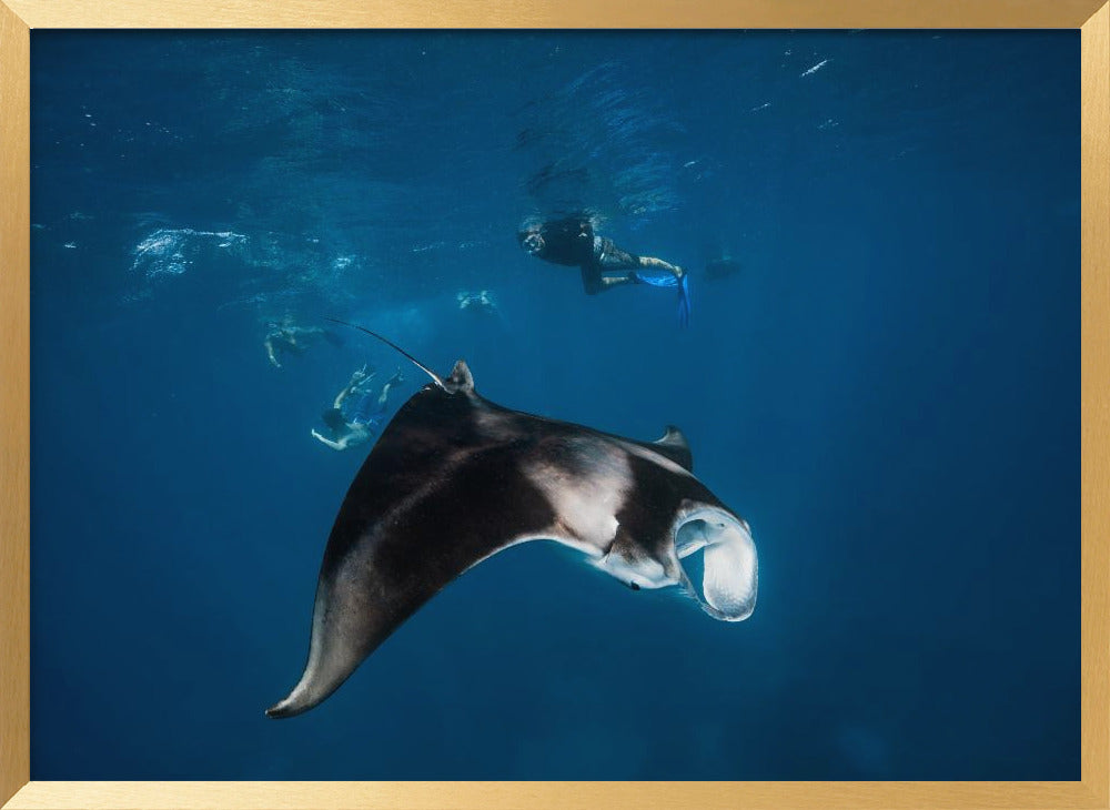 Manta ray! Poster