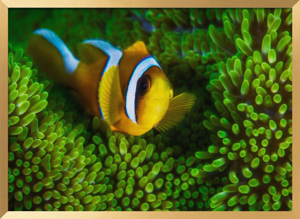 Yellow clownfish on green anemon Poster