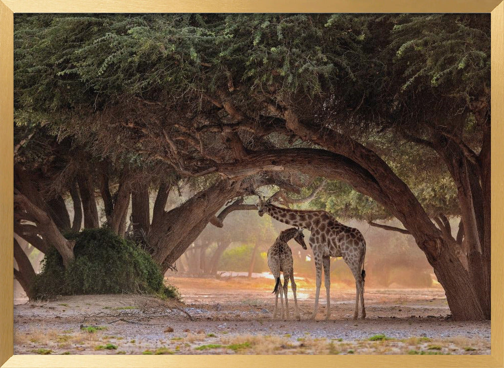 Giraffe - Namibia Poster