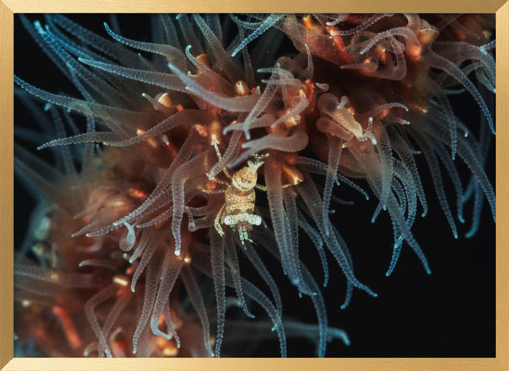 Zanzibar whip coral shrimp Poster