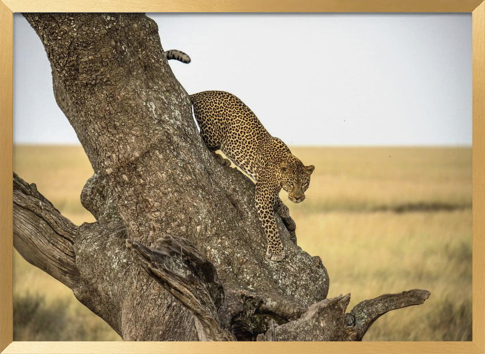 Leopard - Serengheti, Tanzania Poster