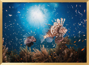 Lionfish Poster