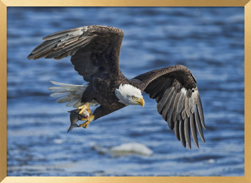 Bald Eagle Catching Fish Poster