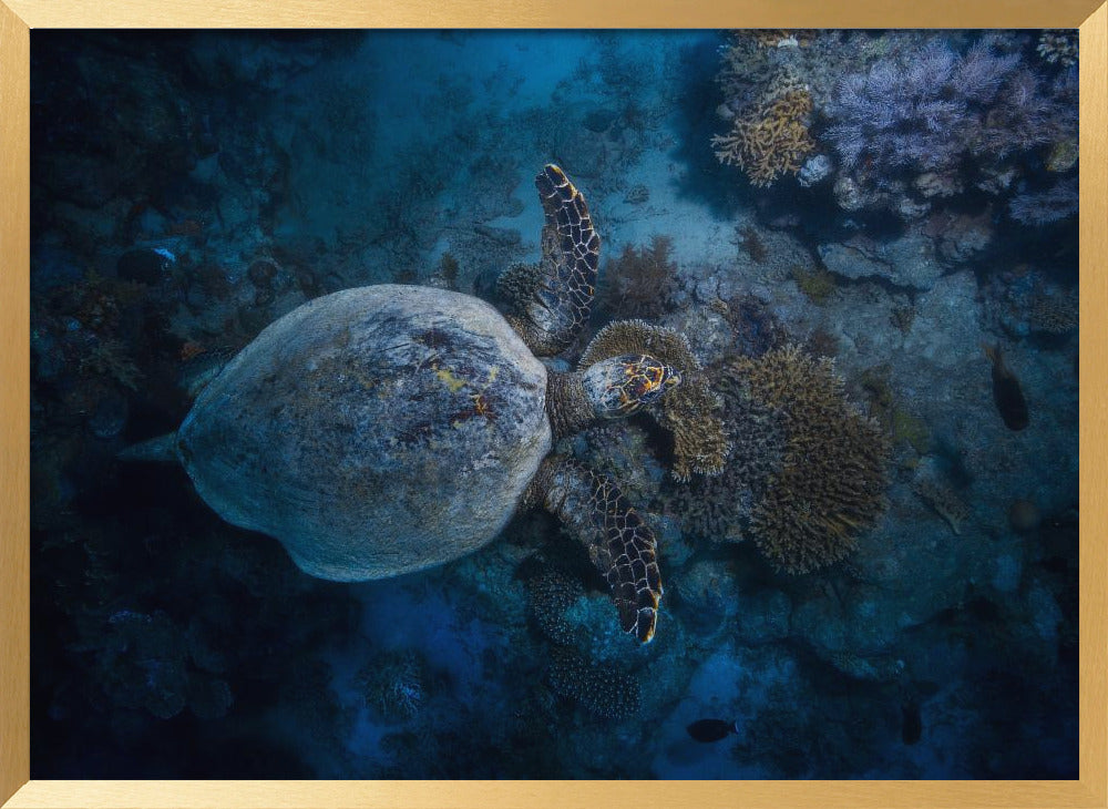 Hawksbill sea turtle Poster