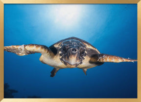 Face to Face with a Hawksbill sea turtle Poster