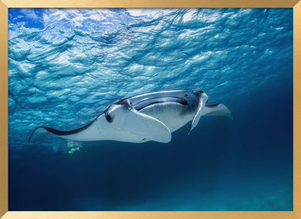 Manta ray Poster