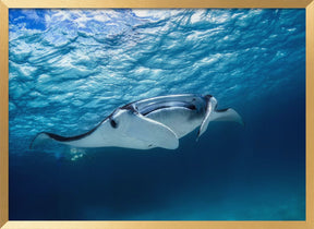 Manta ray Poster