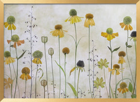 Helenium Poster