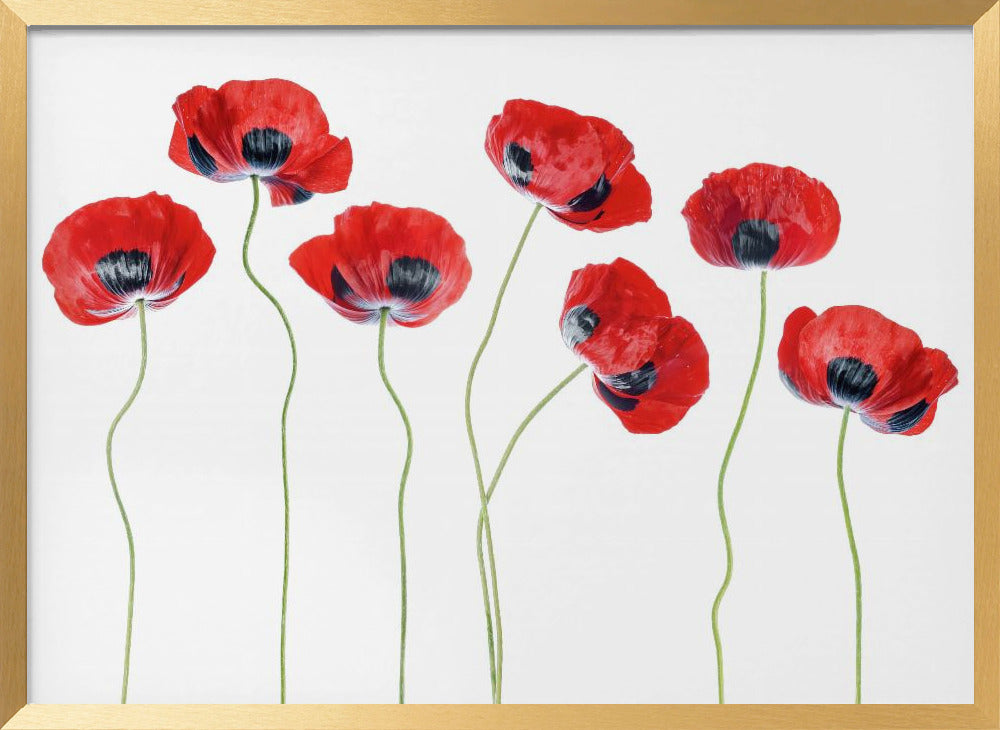 Ladybird Poppies Poster