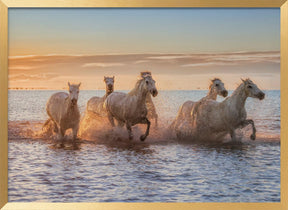 Camargue Horses II Poster