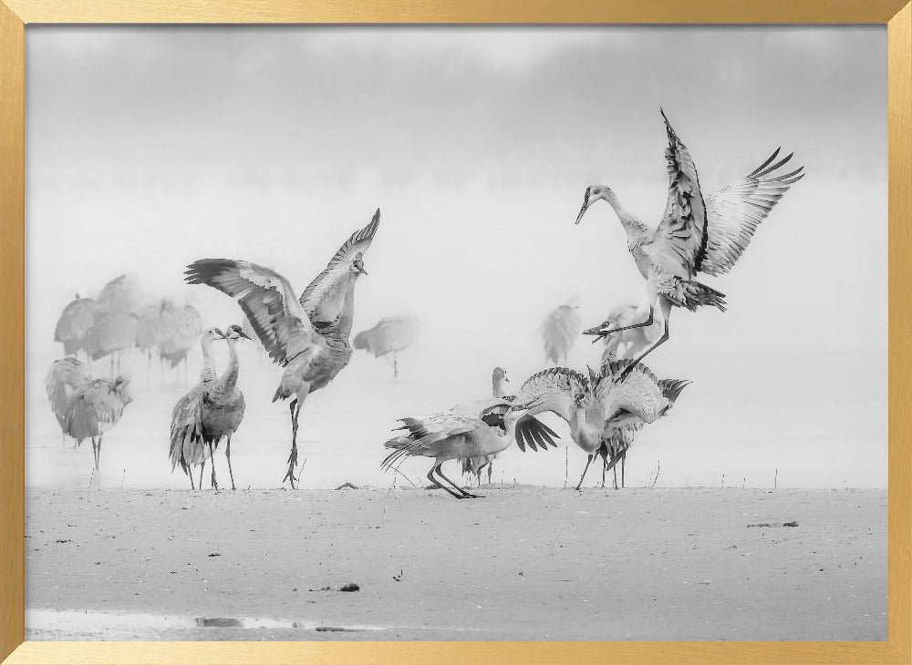 Sandhill Cranes in Morning Poster