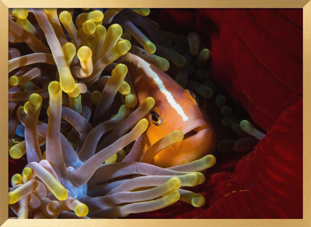 Skunk clownfish Poster