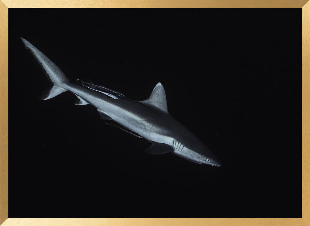 Gray reef shark Poster