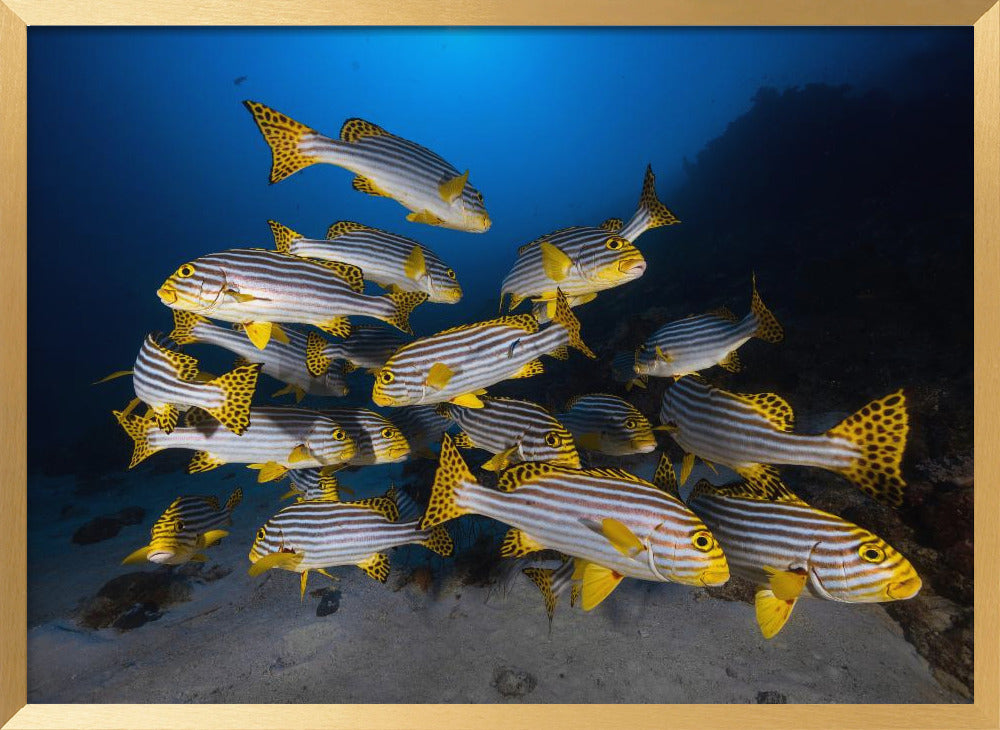 Underwater photography-Indian ocean sweetlips Poster