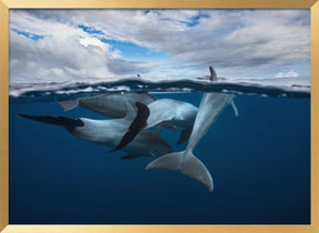 Pod of dolphin at the surface Poster