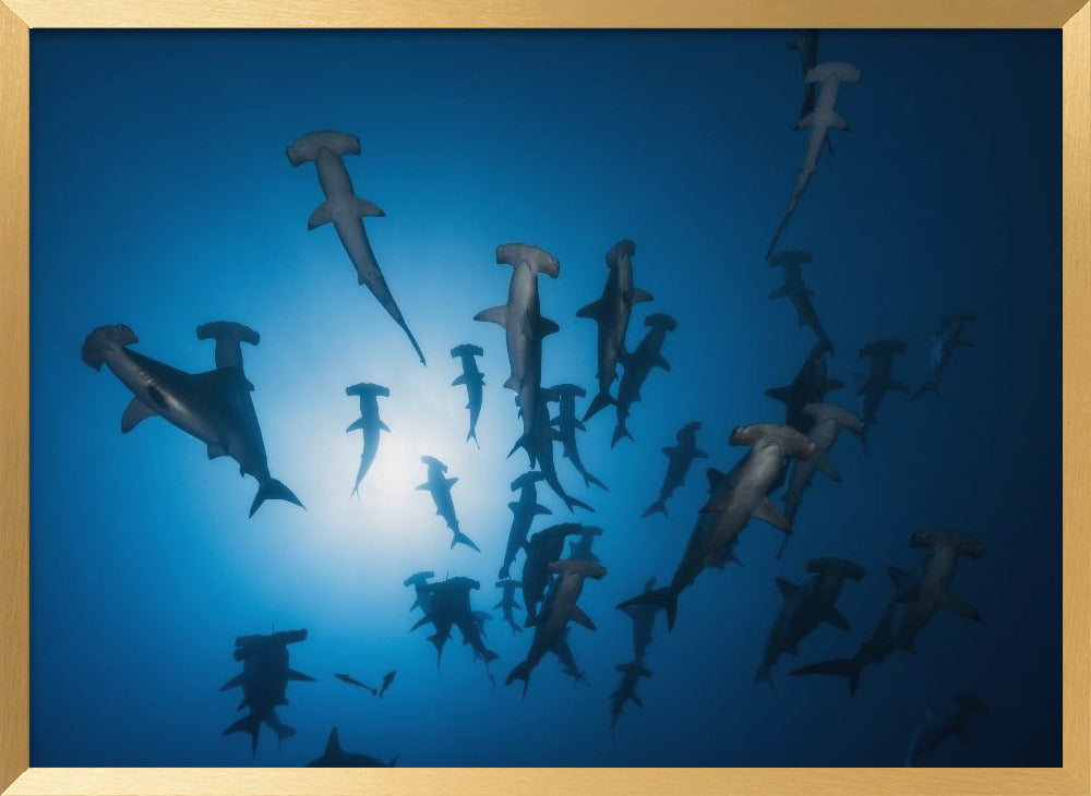 Hammerhead Shark - Underwater Photography Poster