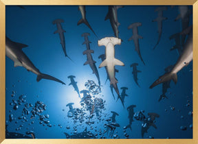 Hammerhead Shark Poster