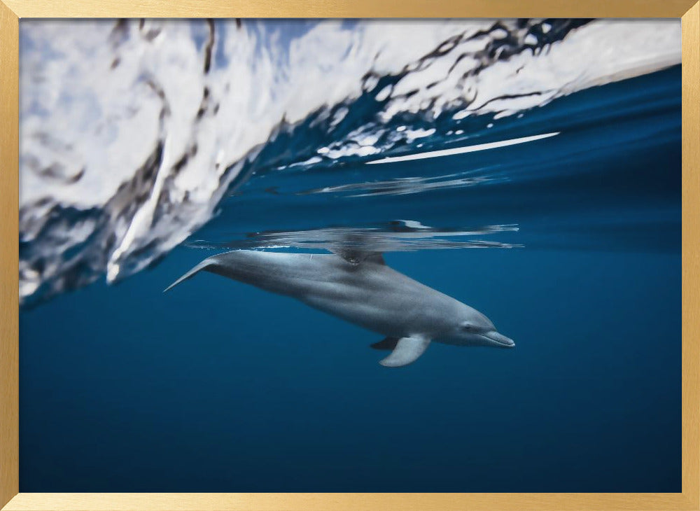 Bottlenose dolphin / Turciops Aduncus Poster