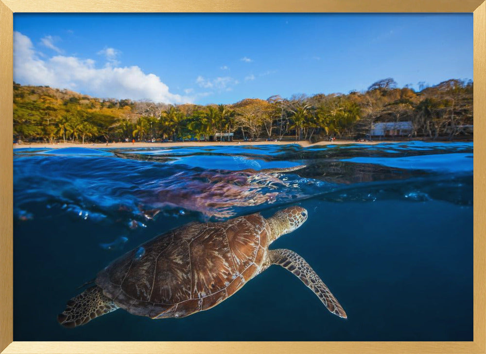 Green Turtle - Sea Turtle Poster