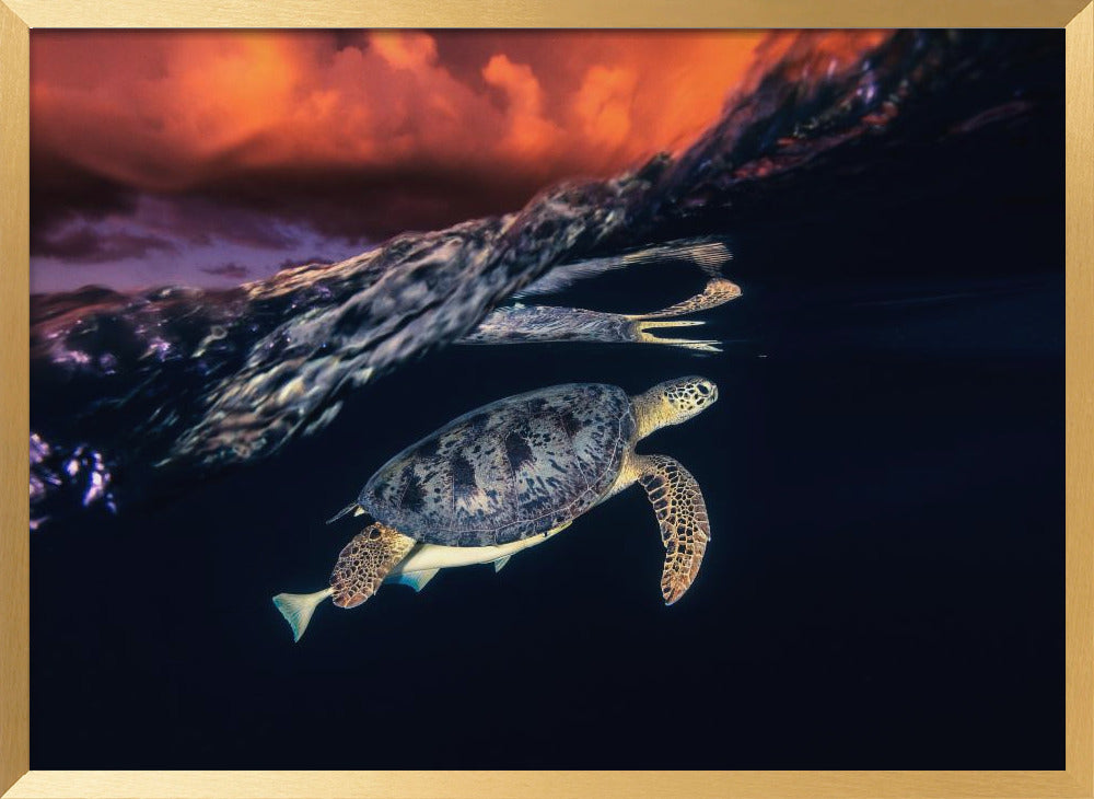 Green turtle and sunset - Sea Turtle Poster