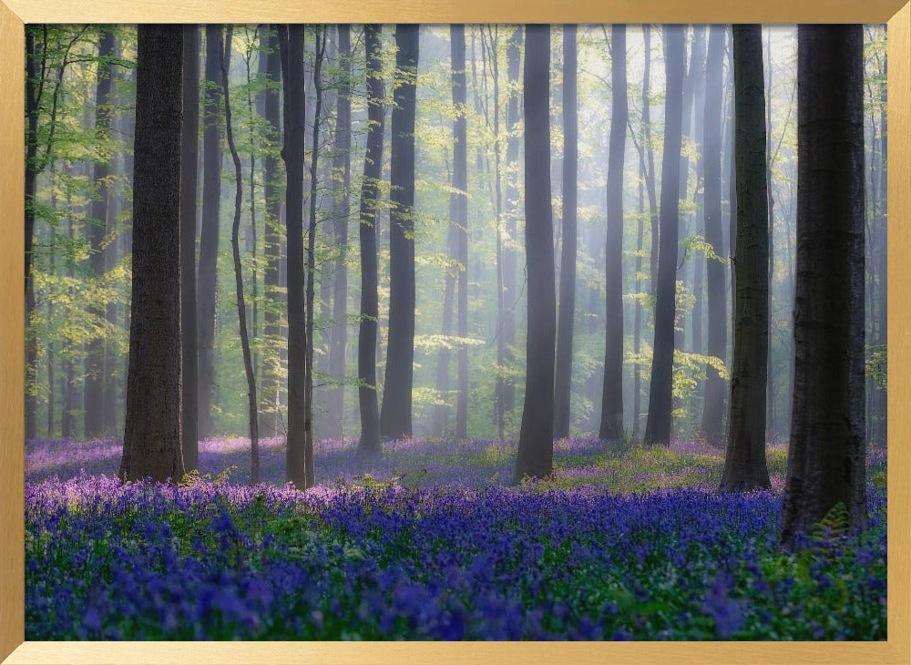 Bluebells Poster