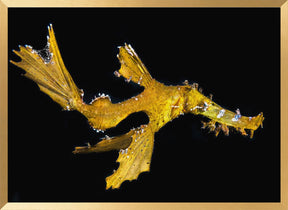 Delicate ghost pipefish Poster